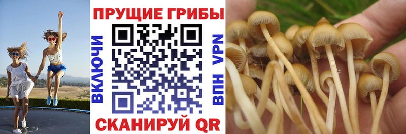 цена   Дыгулыбгей  Галлюциногенные грибы Psilocybe 